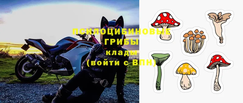 Галлюциногенные грибы Psilocybe  Вичуга 